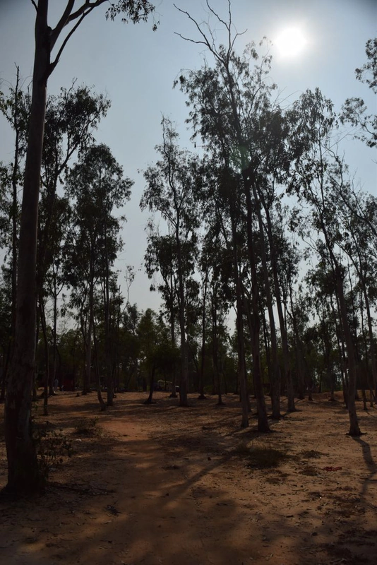 Sonajhuri Forest & Sonajhuri Tourist Spot