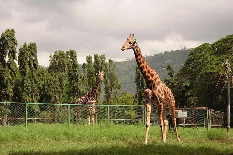 Mysuru Zoo