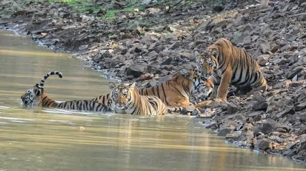 Tadoba-Andhari Tiger Reserve