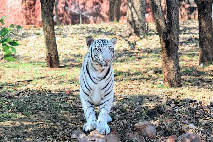 Sri Venkateswara Zoological Park