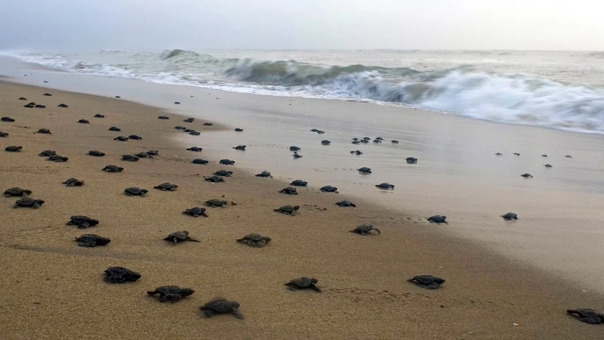 Balighai Beach