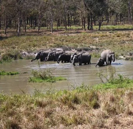 Wayanad Wildlife Sanctuary