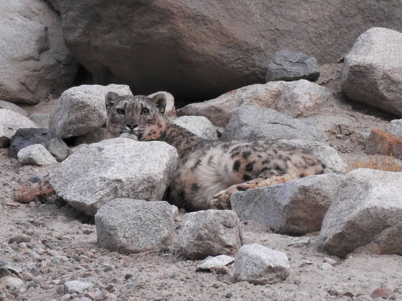 Ladakh Snow Leopard Safari: India's First High-Altitude Wildlife Safari and How to Plan It