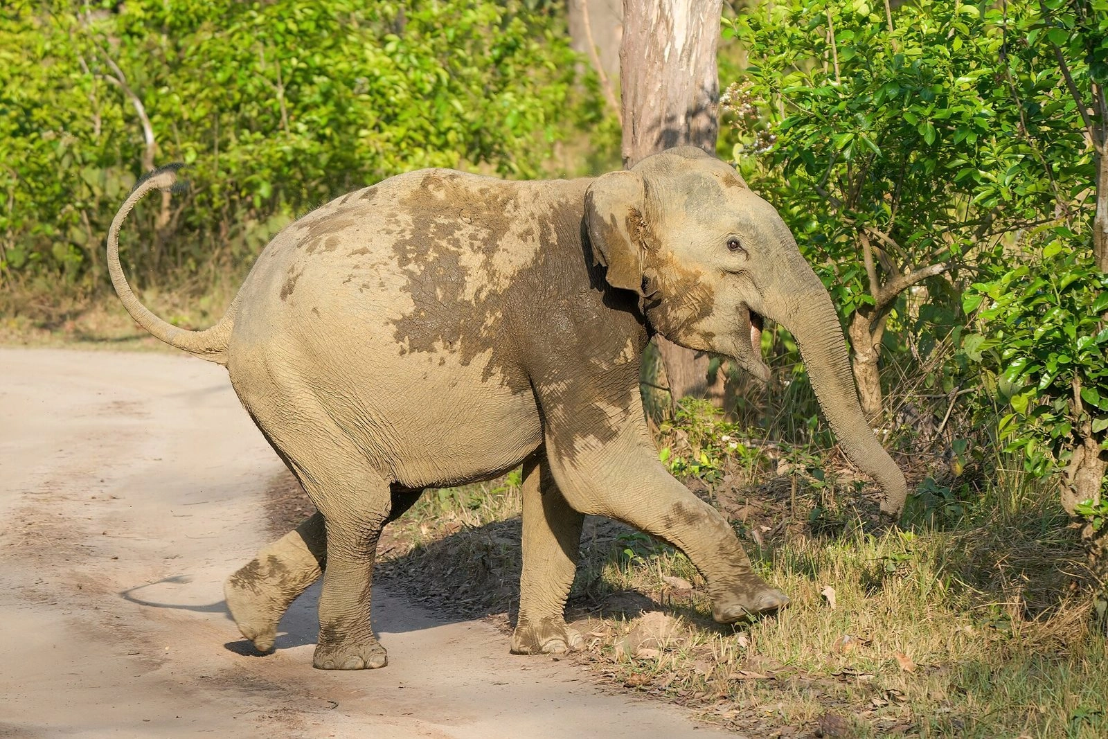 Sonanadi Zone