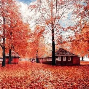 Naseem Bagh