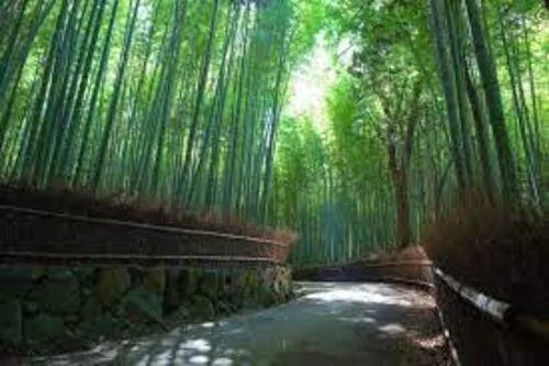 Pine Grove Myolyang