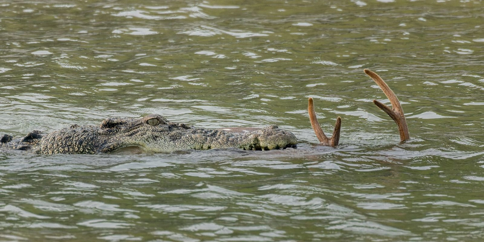 Sundarbans National Park