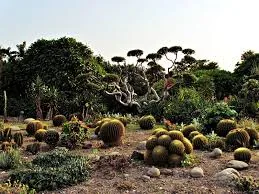 Cactus Garden