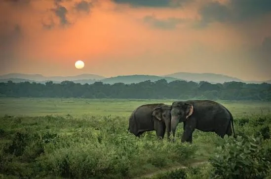 Kumbhalgarh Wildlife Sanctuary