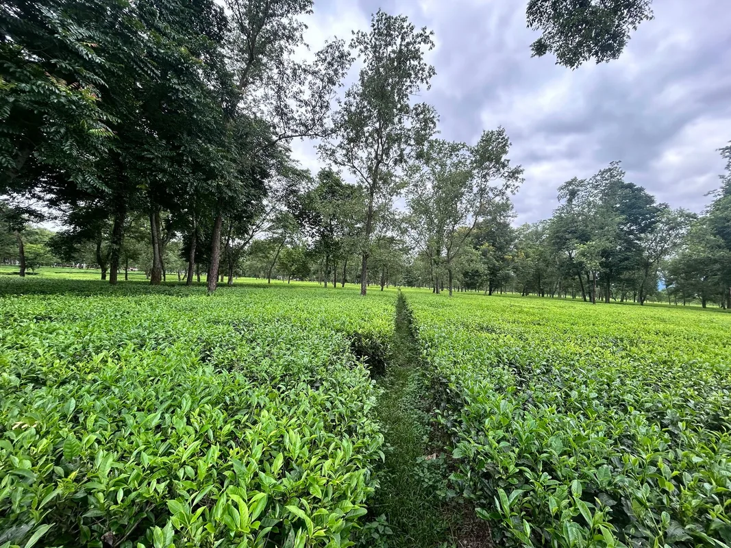 Sepoy Dhura Tea Garden