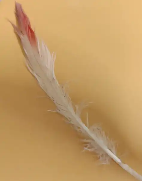 D) Pink in two forms: Salt crystals and flamingo feather