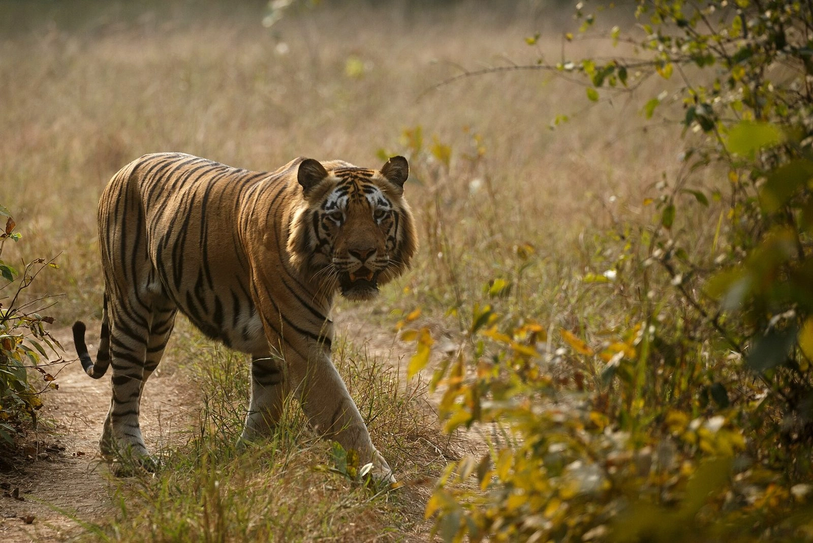 Zari Gate