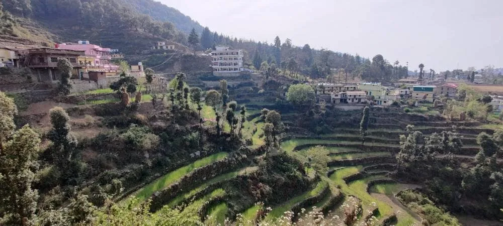 Khirsu