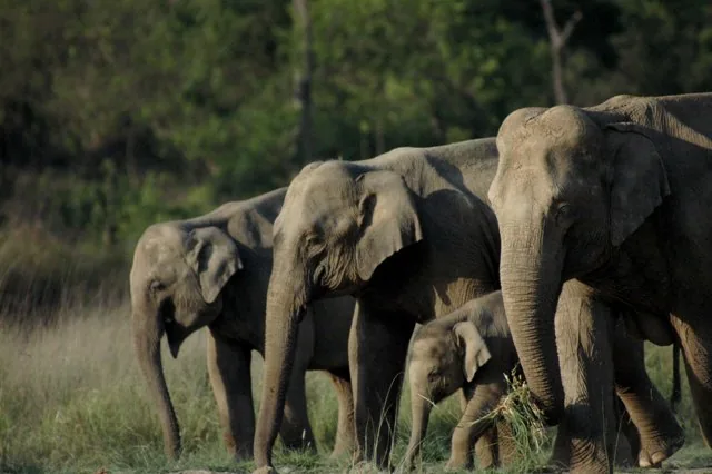 Rajaji National Park