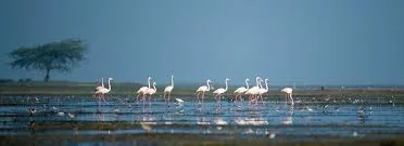 Mangalajodi Bird Sanctuary
