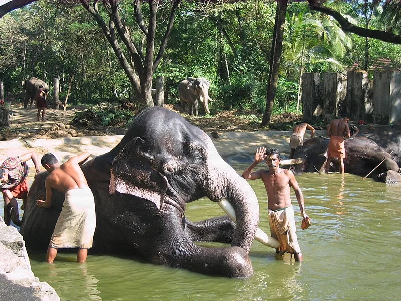 Punnathur Kotta Elephant Sanctuary