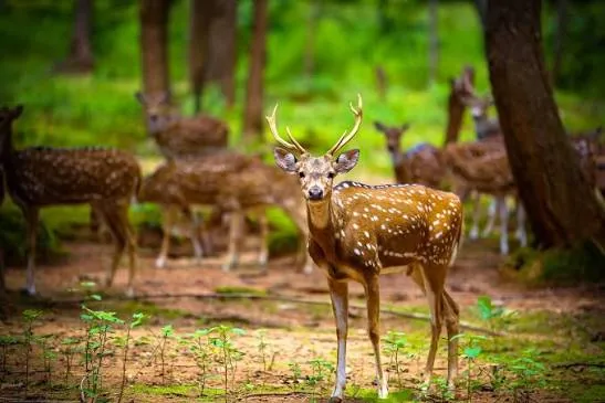 Deer Park