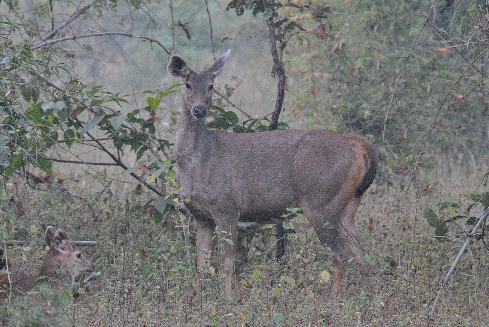 Khitauli Zone