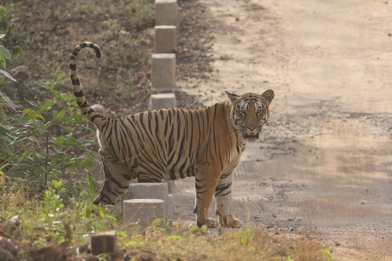 Umred Karhandla Wildlife Sanctuary