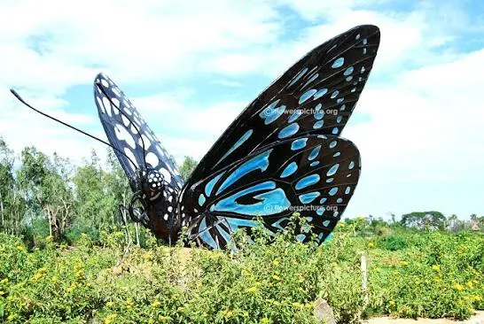 Butterfly Park