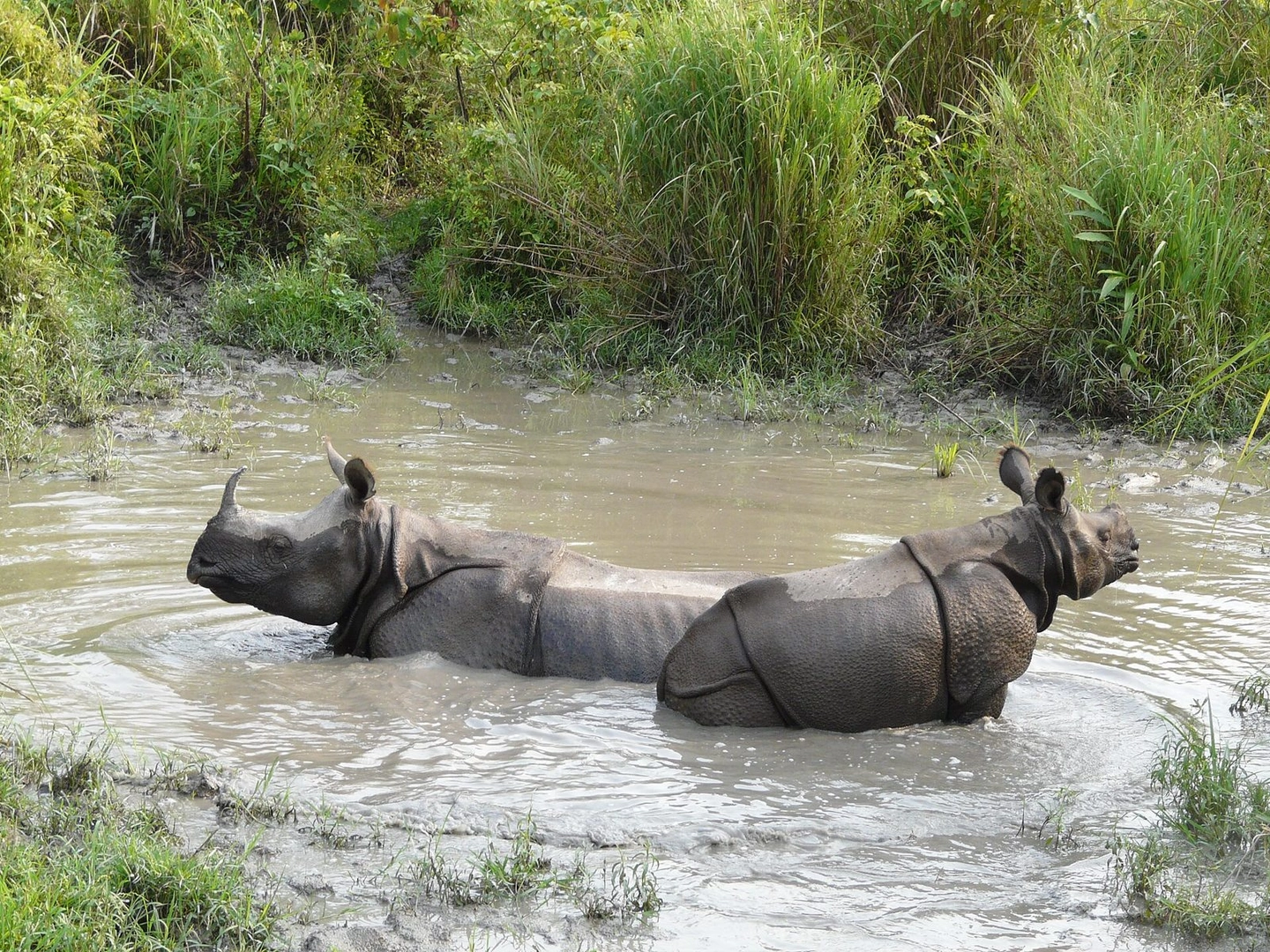 Jaldapara National Park