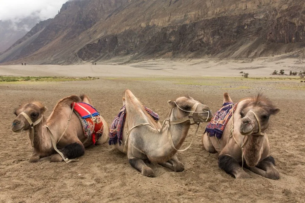 Bactrian Camel Safari Hunder