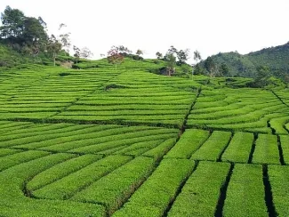 Cinnamora Tea Estate