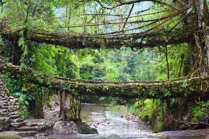 Double Decker Living Root Bridge (Nongriat)