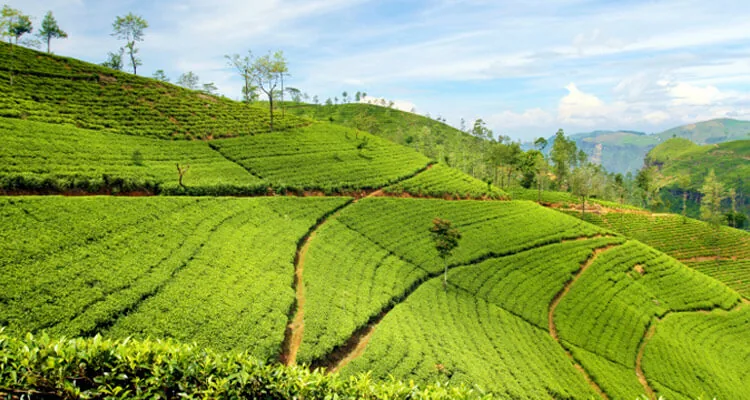 Kolukkumalai Tea Estate