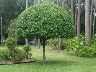 Samban Lei Sekpil Garden