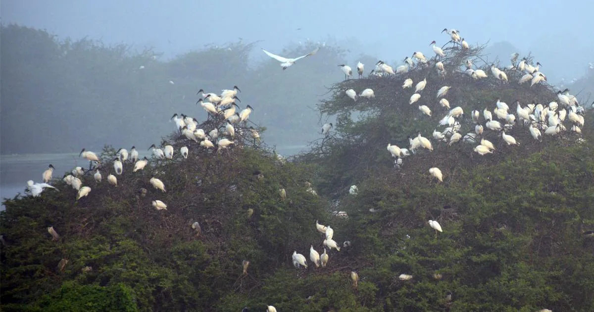 Vaduvoor Bird Sanctuary