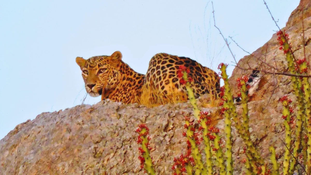 Bera Village / Leopard Hills