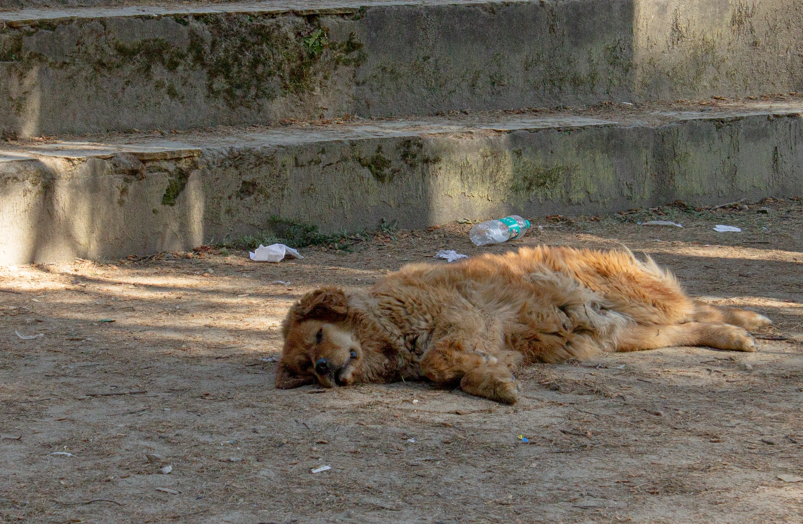 Hadimba Temple traveler photo 8