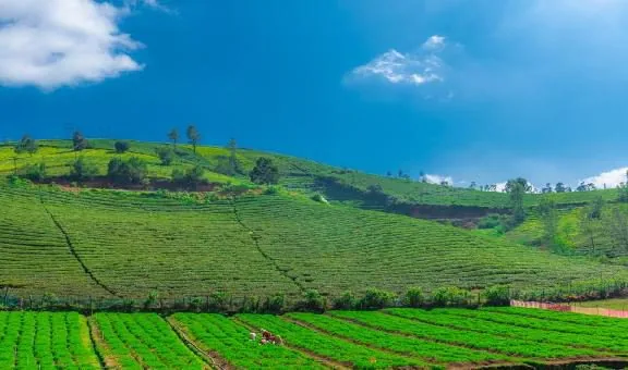 Anamalai Tiger Reserve