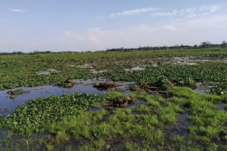 Sakuli Beel and nearby wetlands