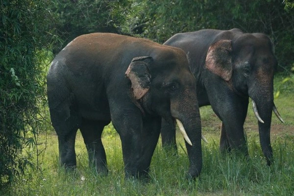 Chandaka Elephant Sanctuary