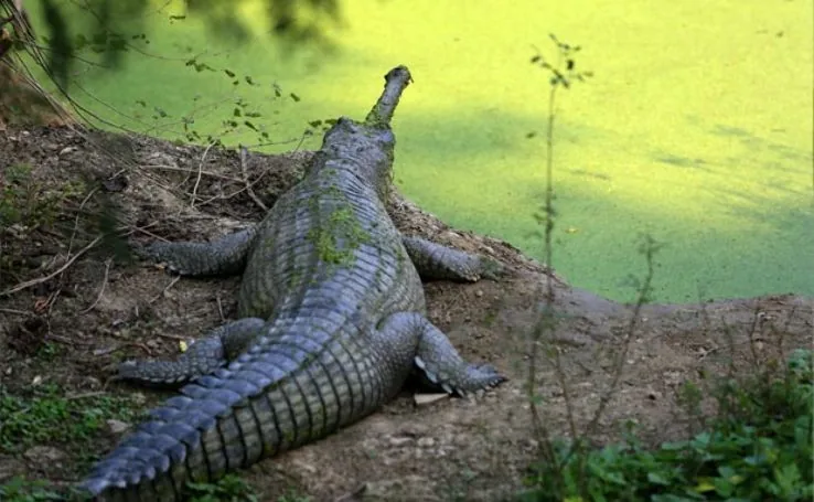 Kukrail Reserve Forest and Gharial Sanctuary