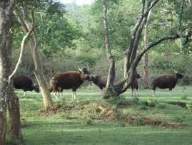 Nameri National Park