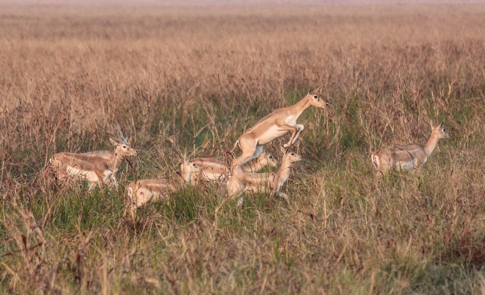 Velavadar Blackbuck National Park