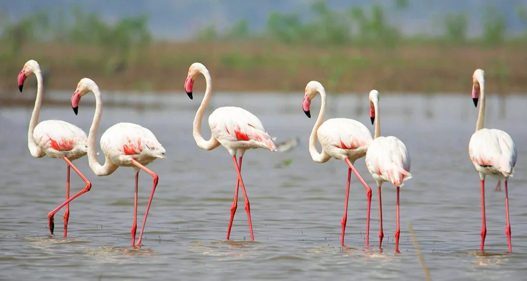 Nandur Madhmeshwar Bird Sanctuary
