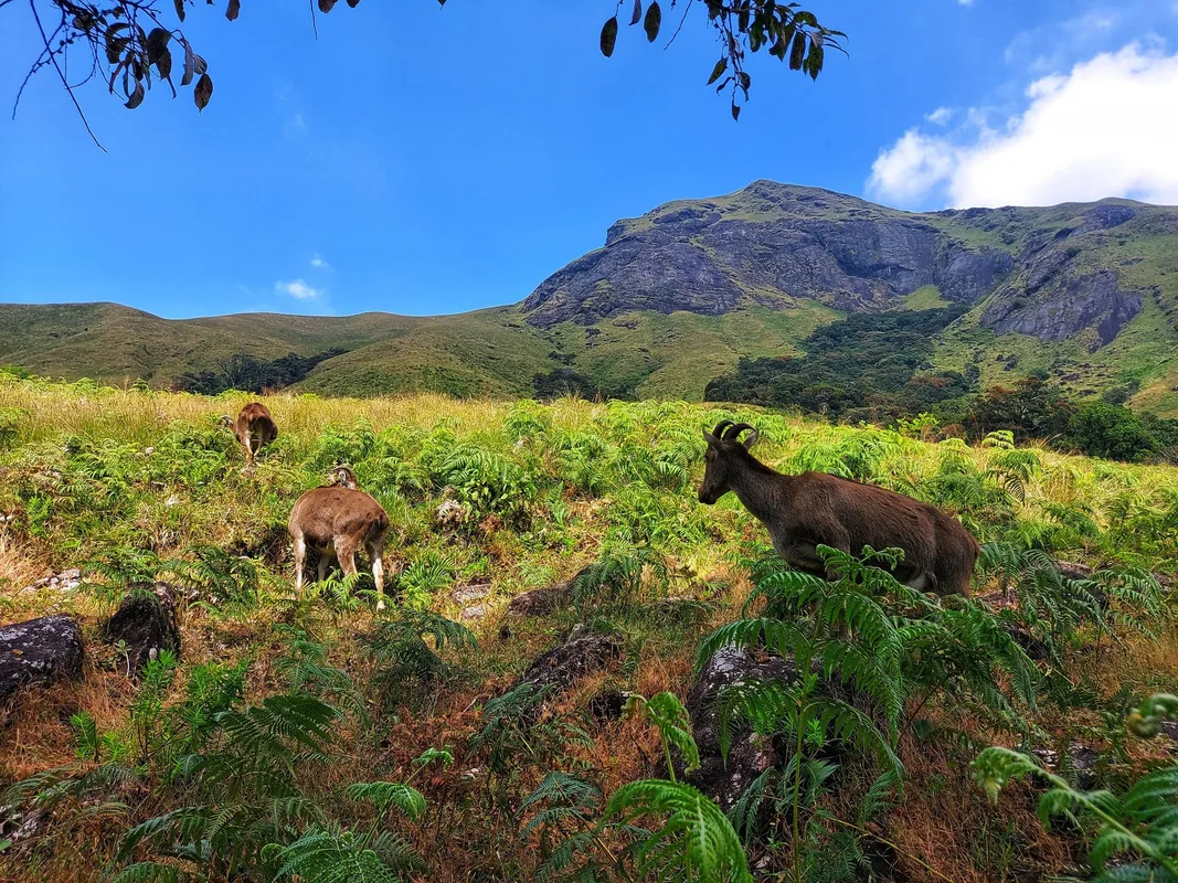 Eravikulam National Park