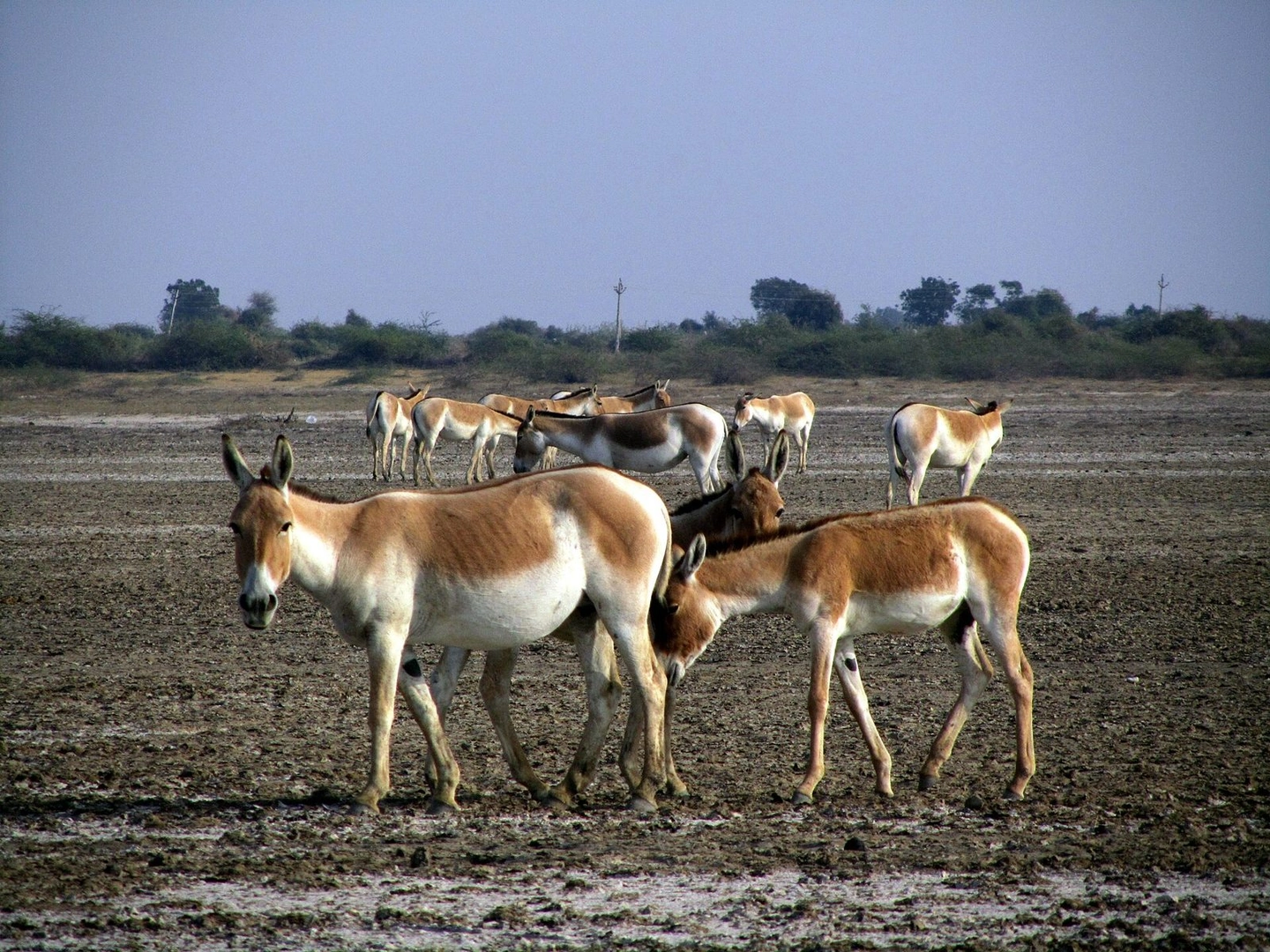 Indian Wild Ass Sanctuary