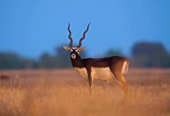 Tal Chhapar Wildlife Sanctuary