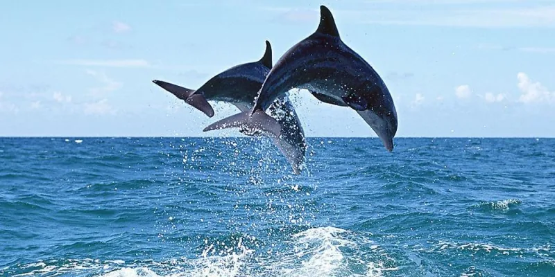 Chilika Lake