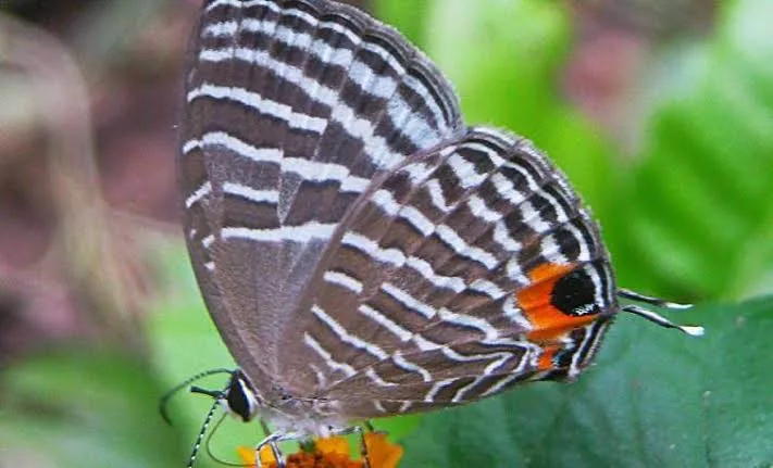 Kaziranga Butterfly Park