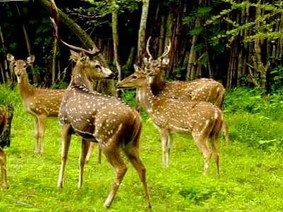 Alisagar Reservoir and Deer Park