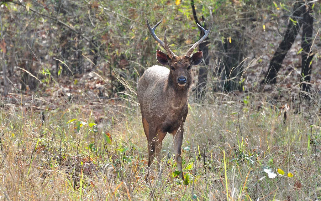 Tadoba Lake