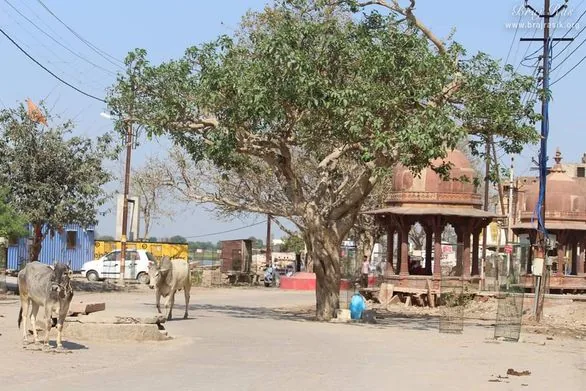Vrindavan Parikrama Marg