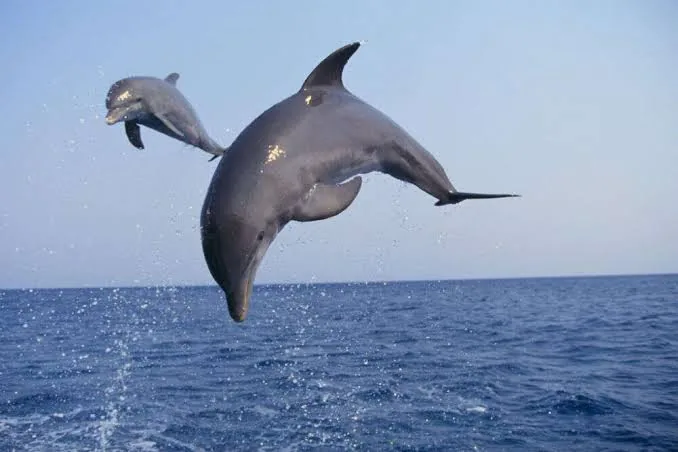 Satapada Dolphin Reserve