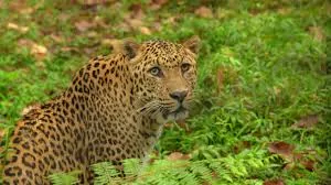 Mahananda Wildlife Sanctuary